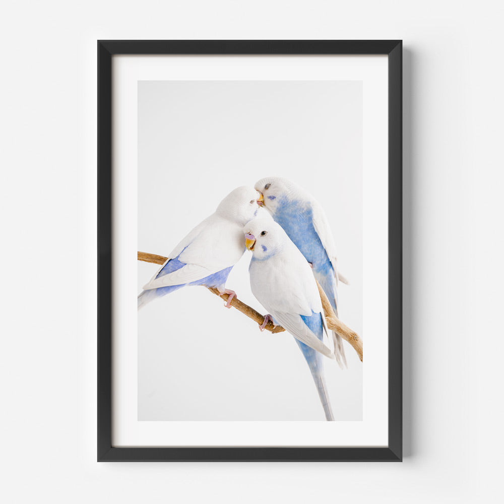 White Wings Baby Budgerigars Art Print