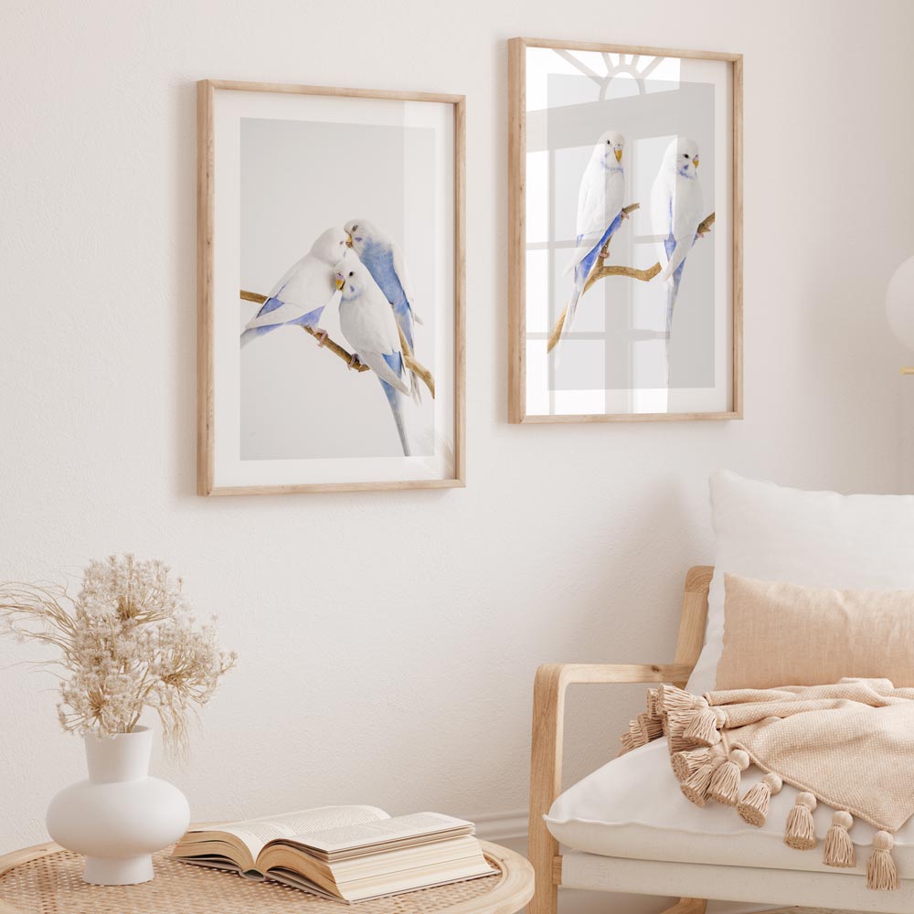 White Wings Baby Budgerigars Art Print