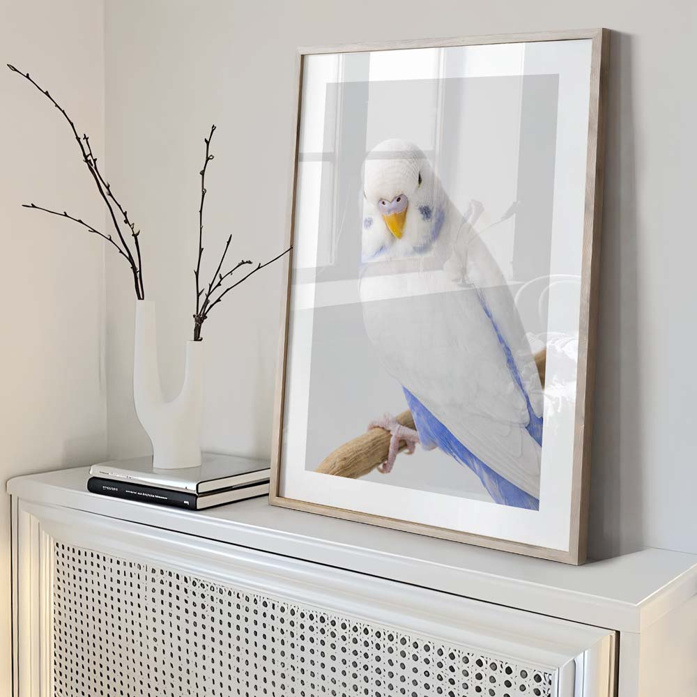 White Wings Baby Budgerigar Art Print