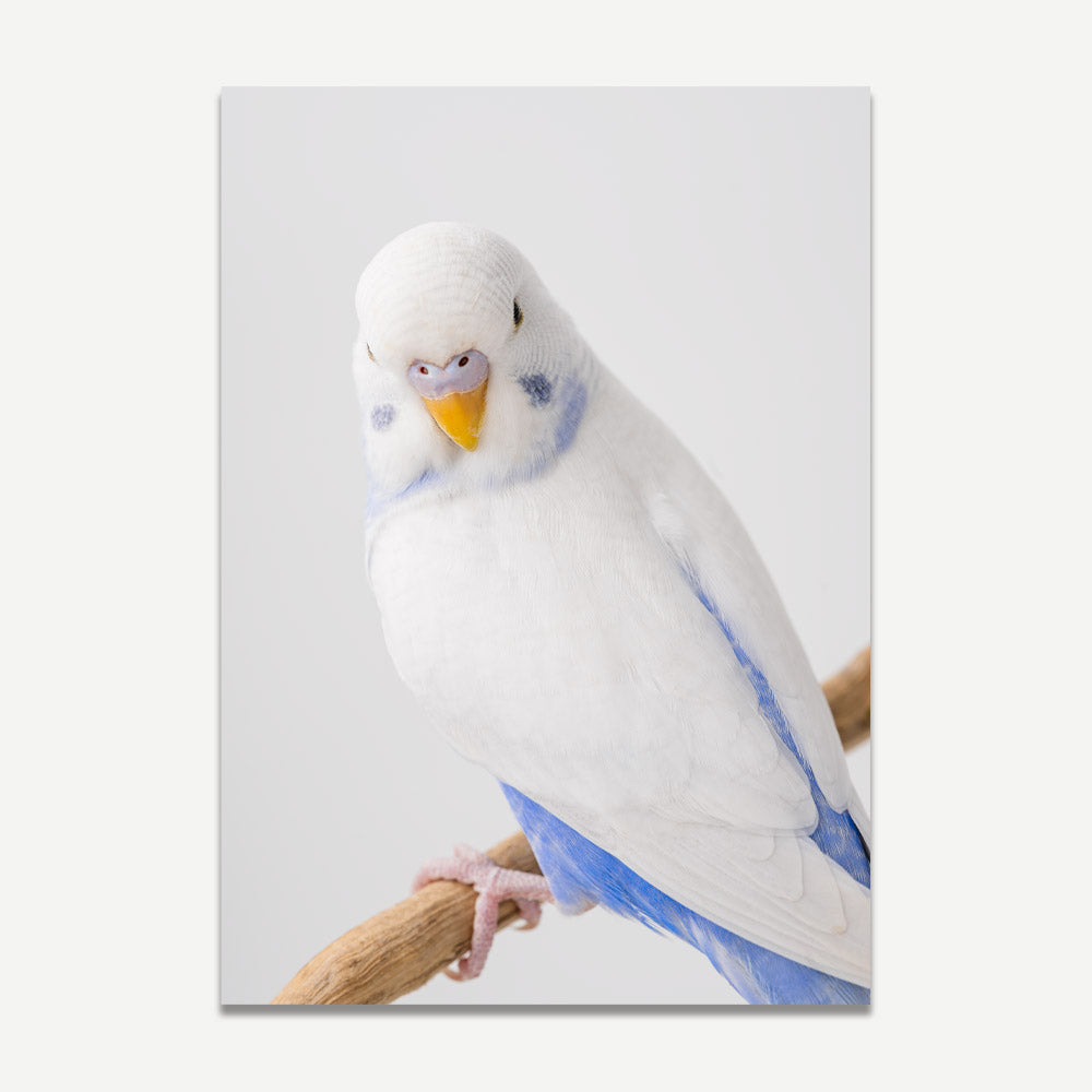 A studio shot of a young blue and white budgerigar perching on a branch against a white background.