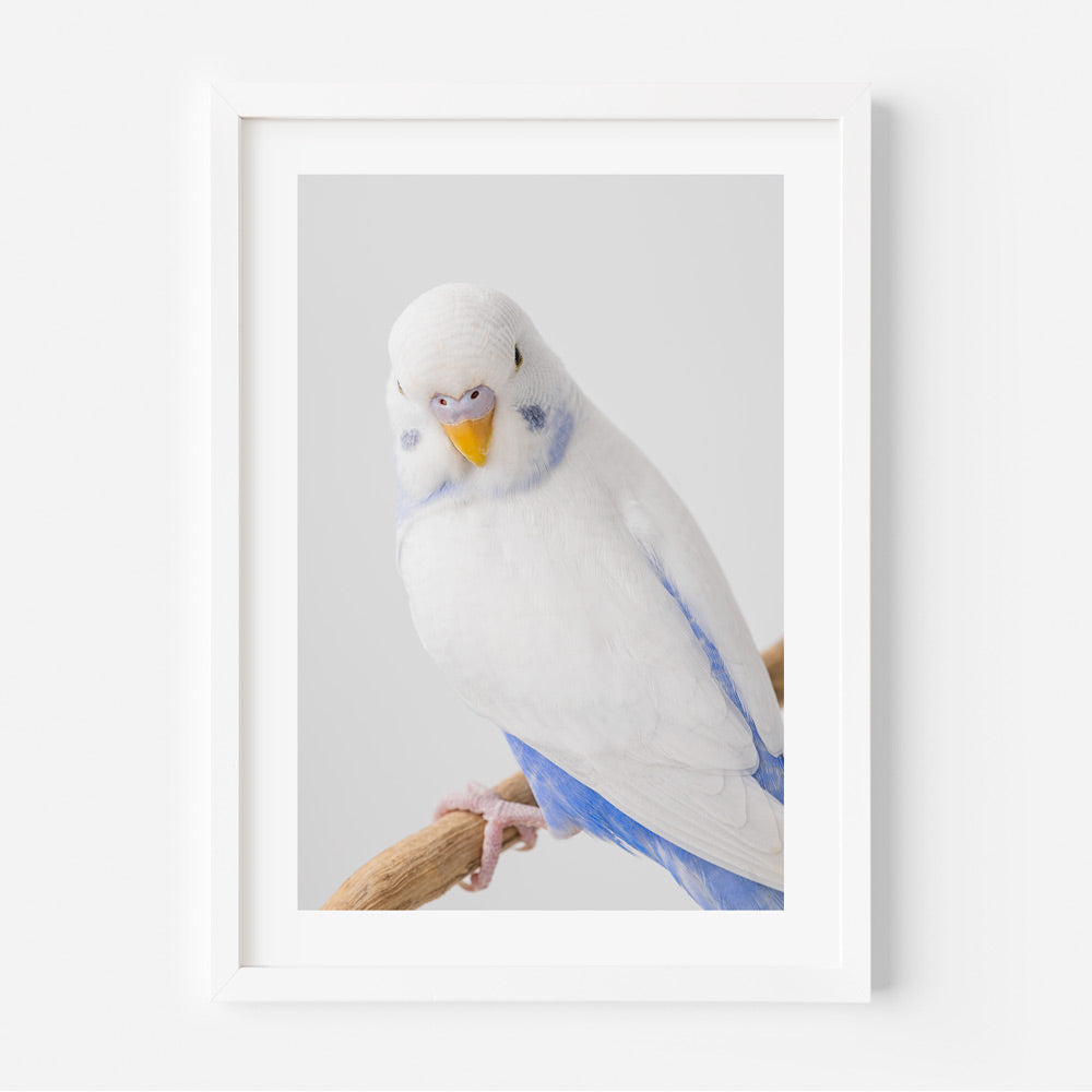White Wings Baby Budgerigar Art Print