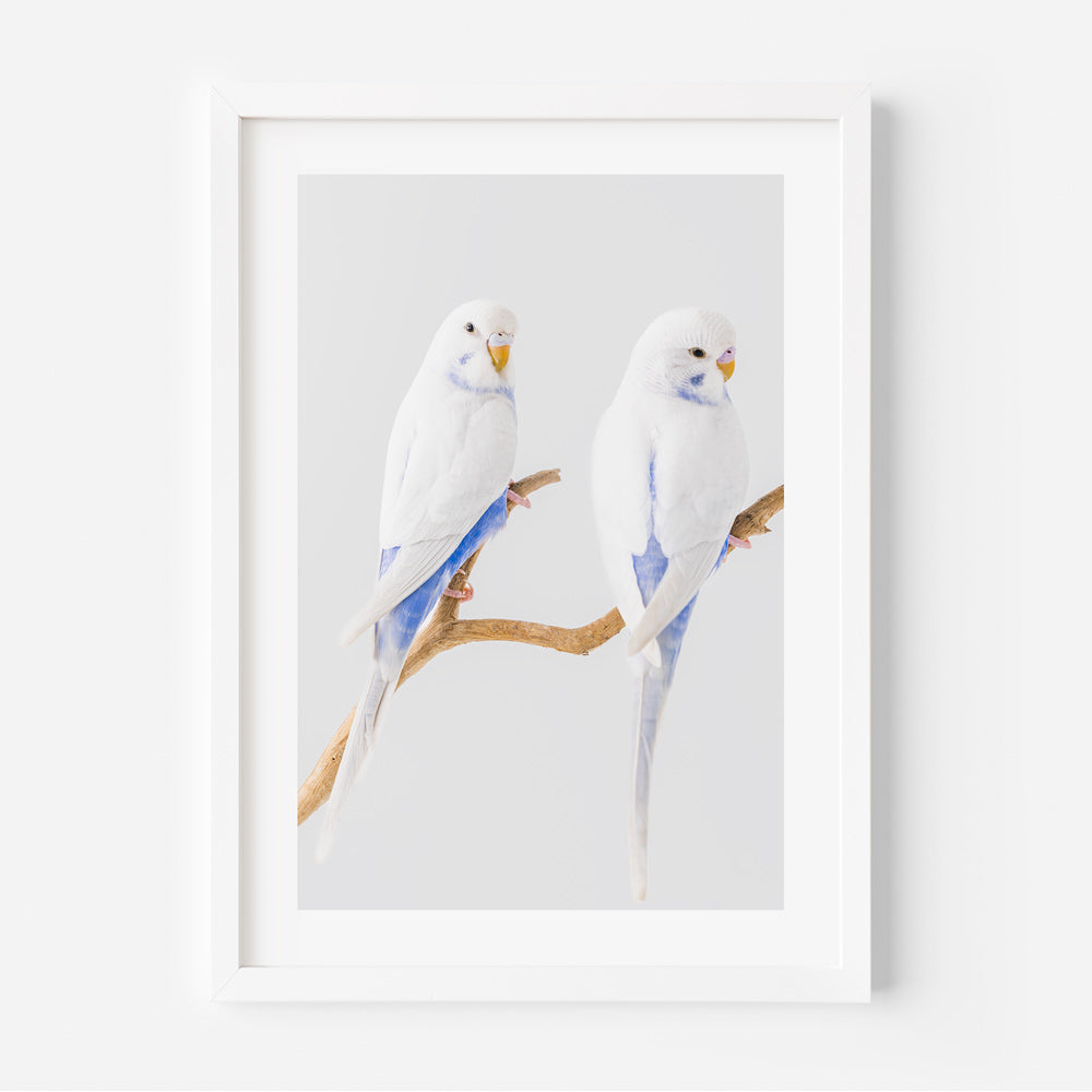 White Wings Baby Budgerigars Art Print
