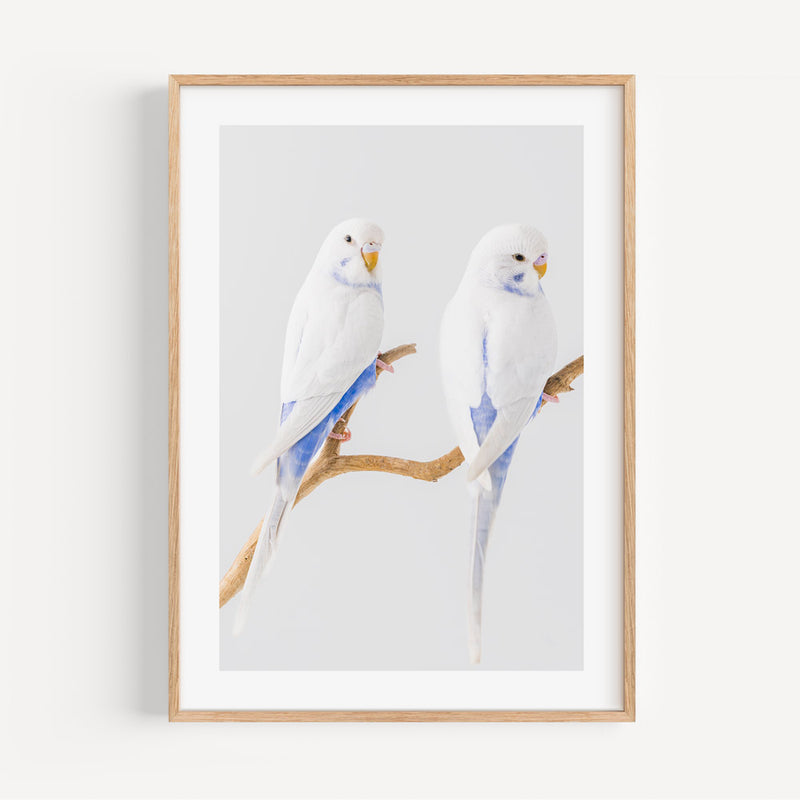 White Wings Duo