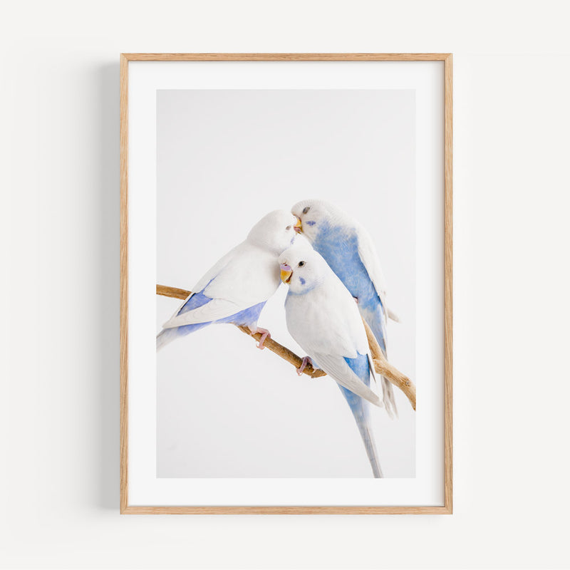 White Wings Trio