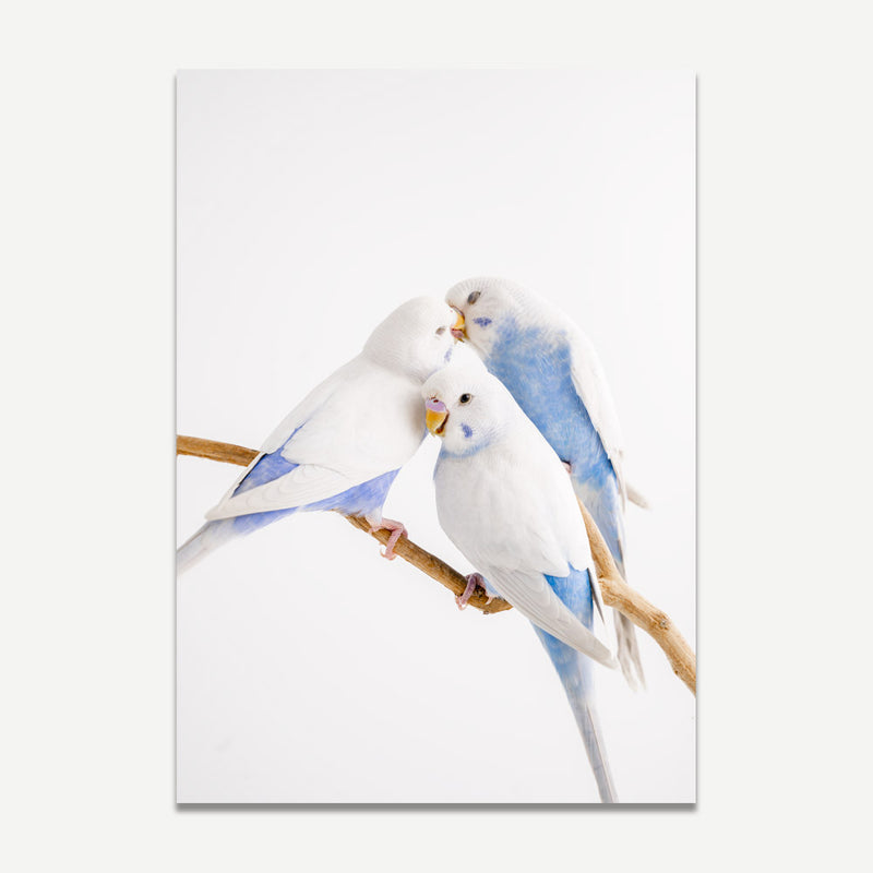 White Wings Trio