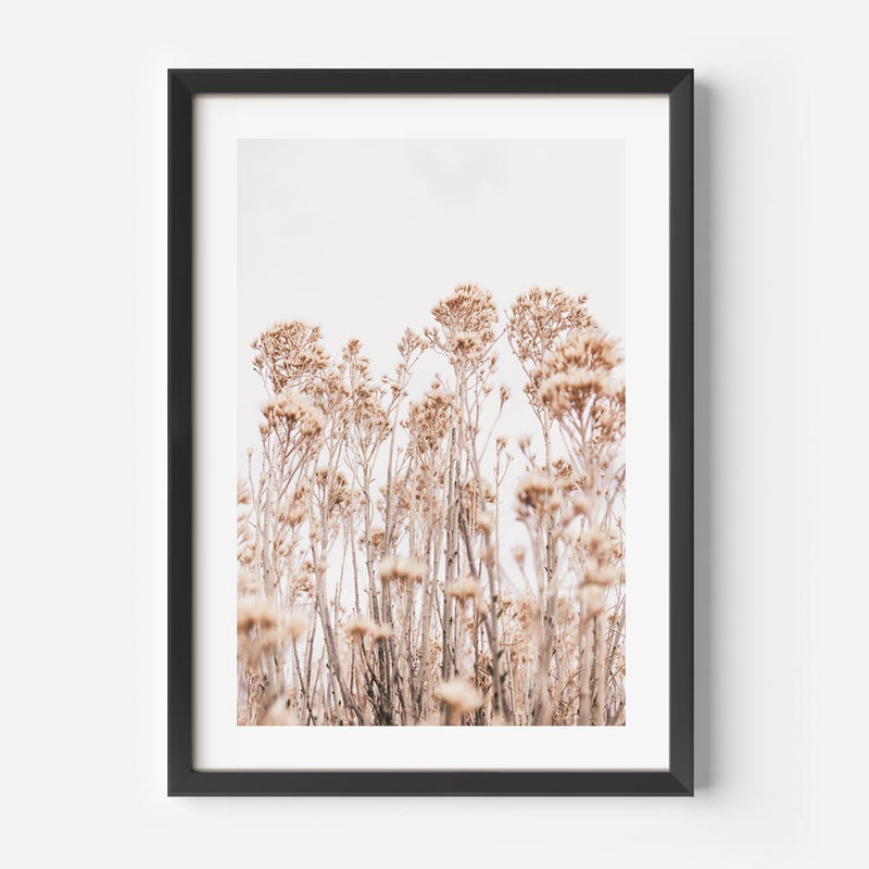 Wild Flowers