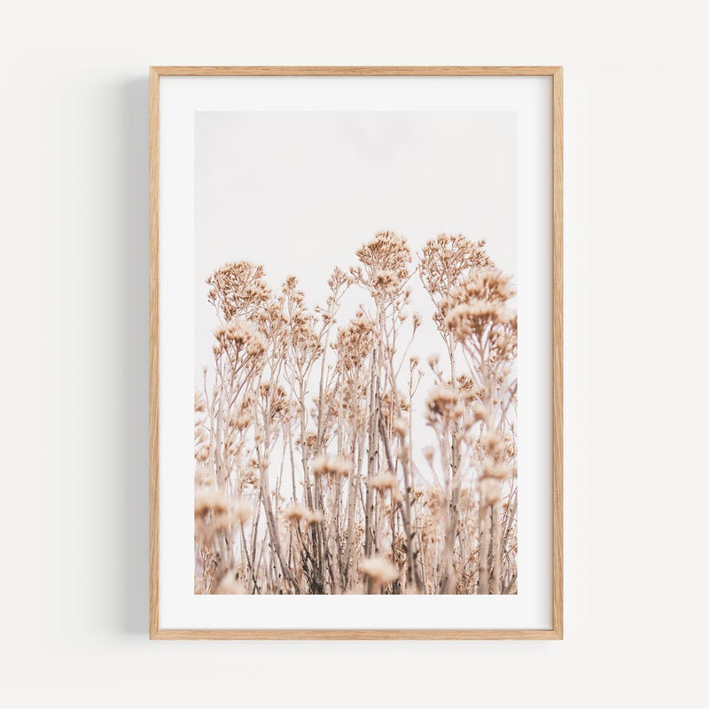 Wild Flowers