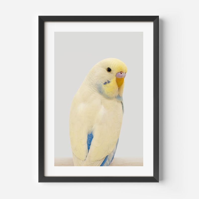 Yellow Face Blue Budgie Art Print