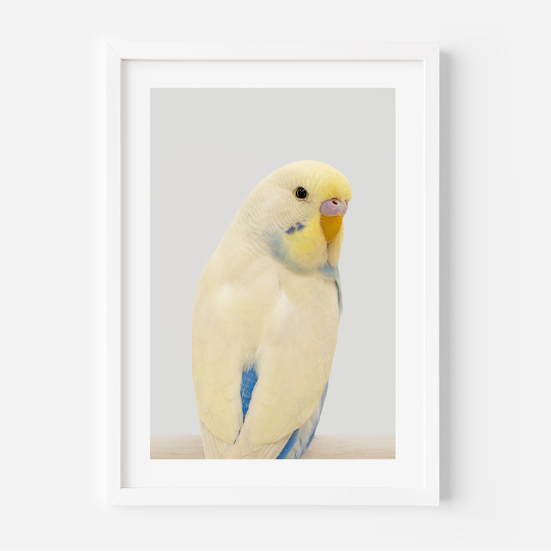 Yellow Face Blue Budgie Art Print