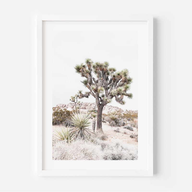 Yucca