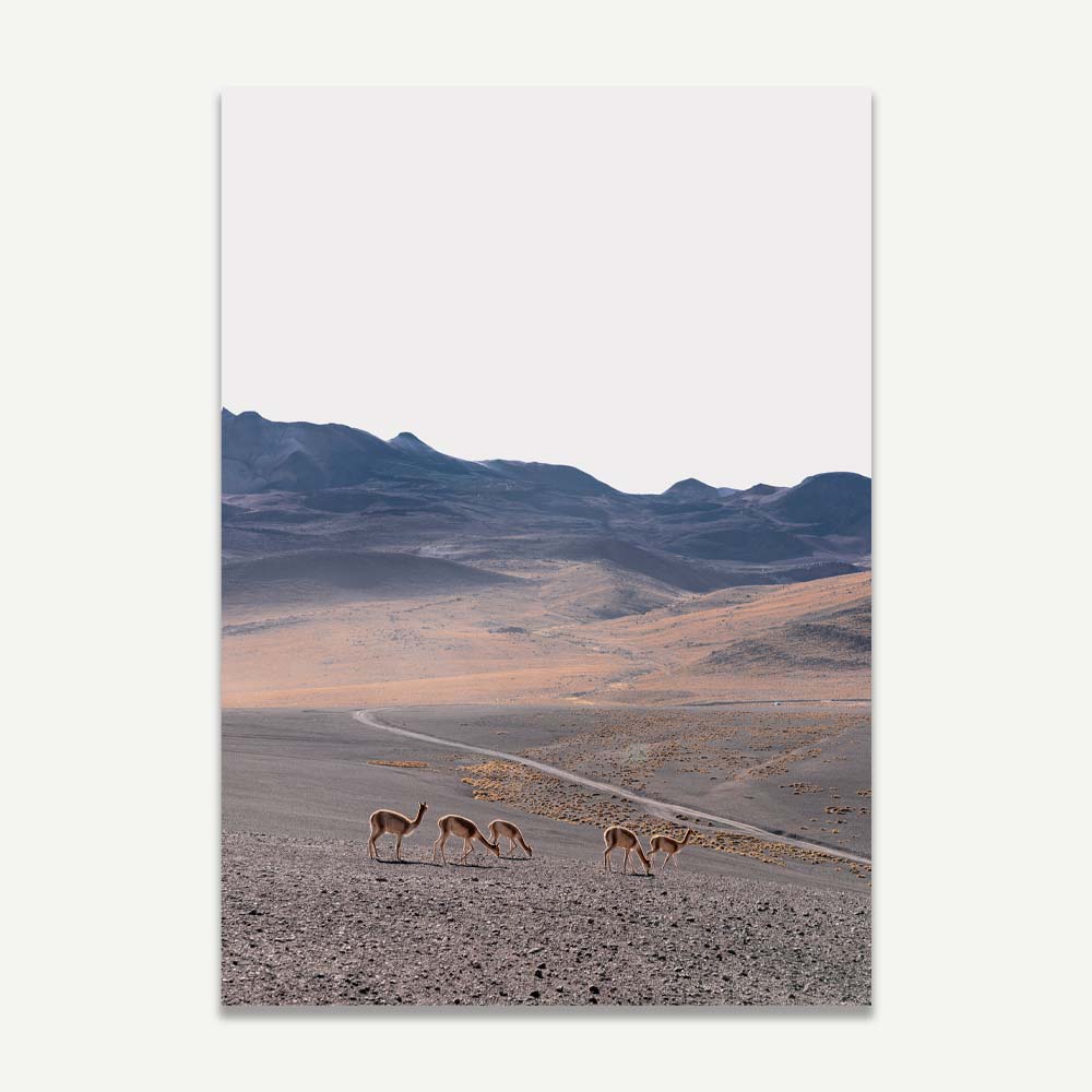A landscape photograph featuring vicuñas in the Atacama desert, with mountains in the background and a clear sky above.