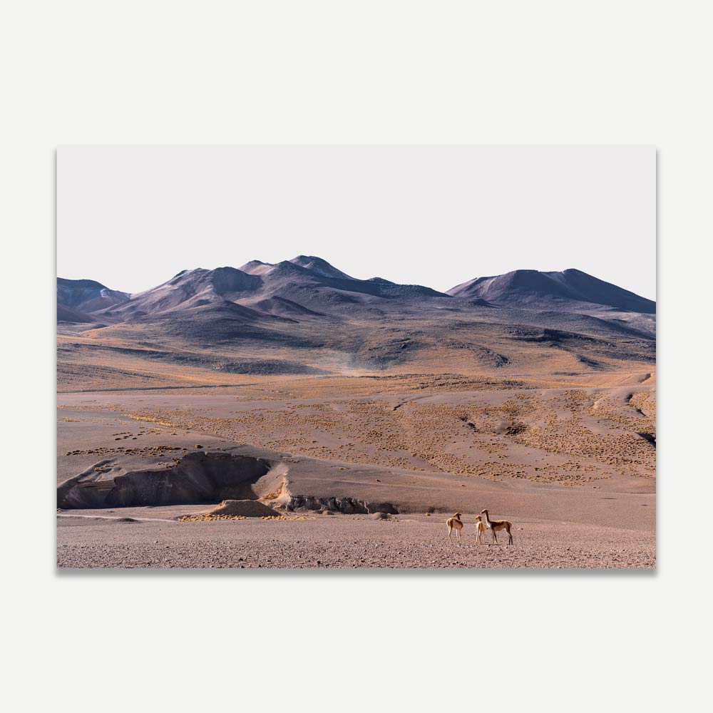 A landscape photograph featuring a desert scene with mountains in the background and vicuñas in the foreground.