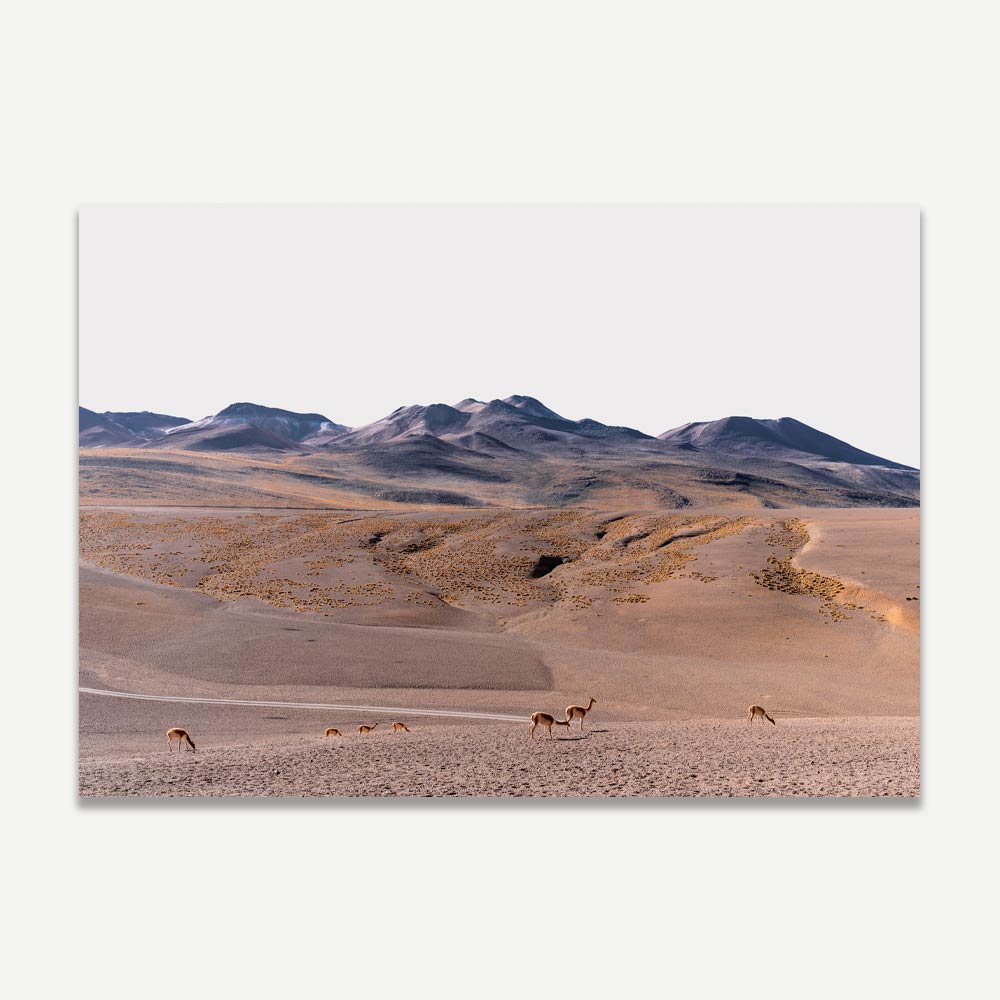 A landscape photograph featuring a desert environment with mountains in the background and vicuñas scattered across the foreground.