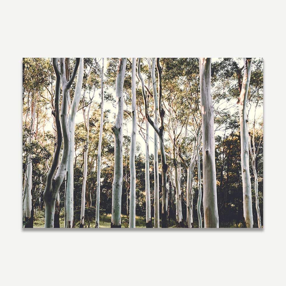 Australian Ghost Gums Art Print