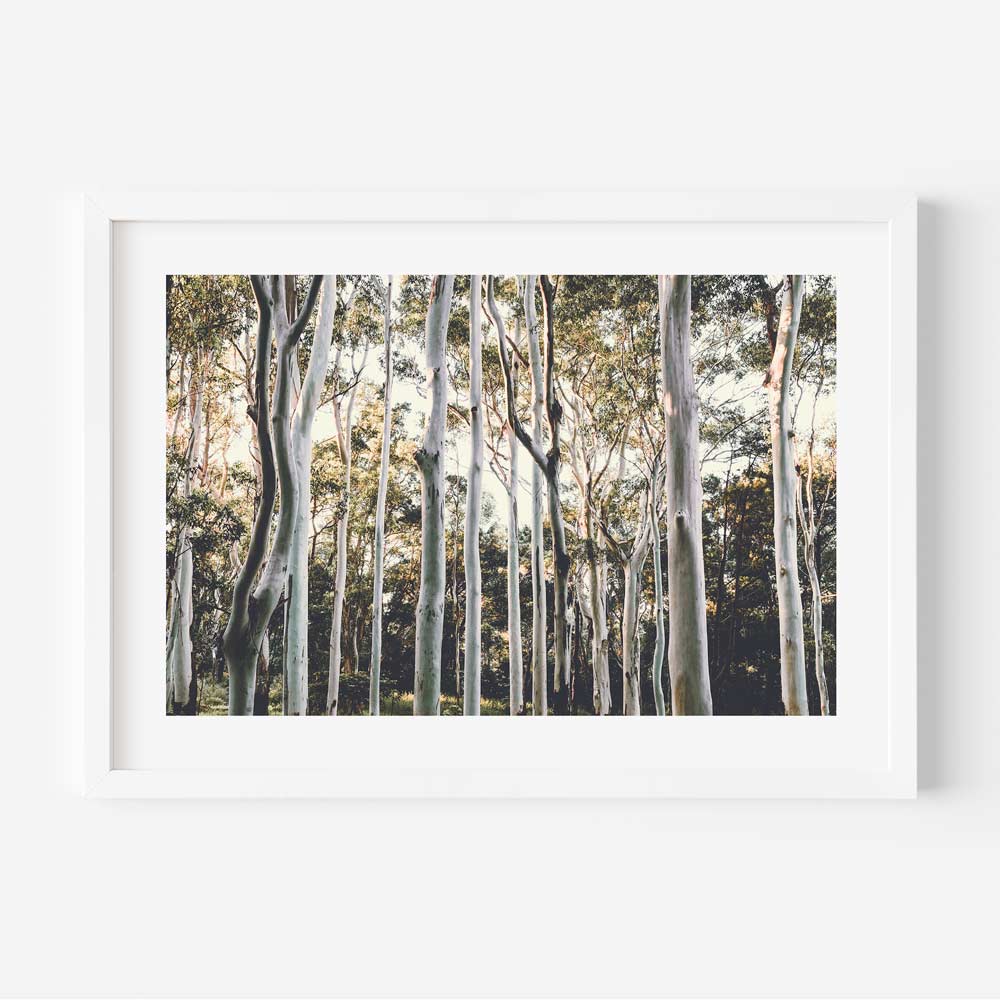 Australian Ghost Gums Art Print