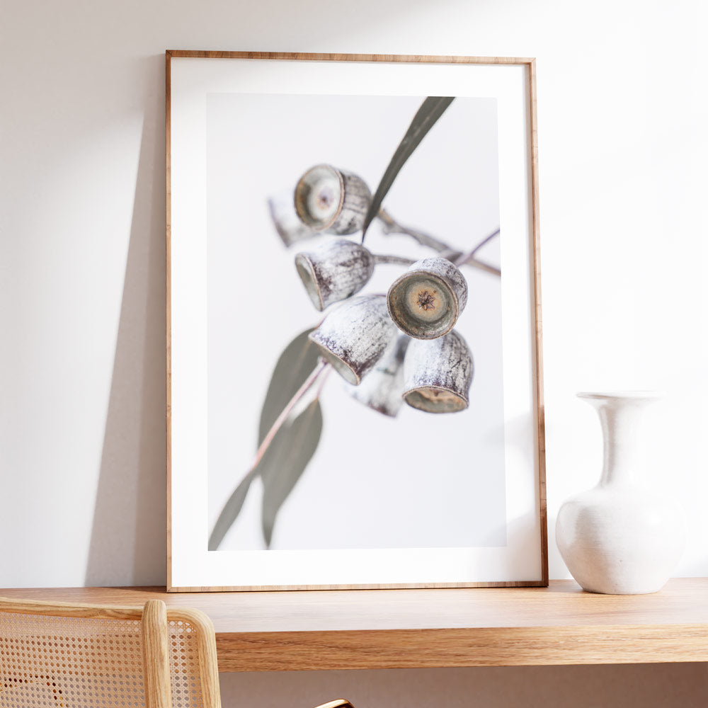 Australian Gum Nuts Art Print