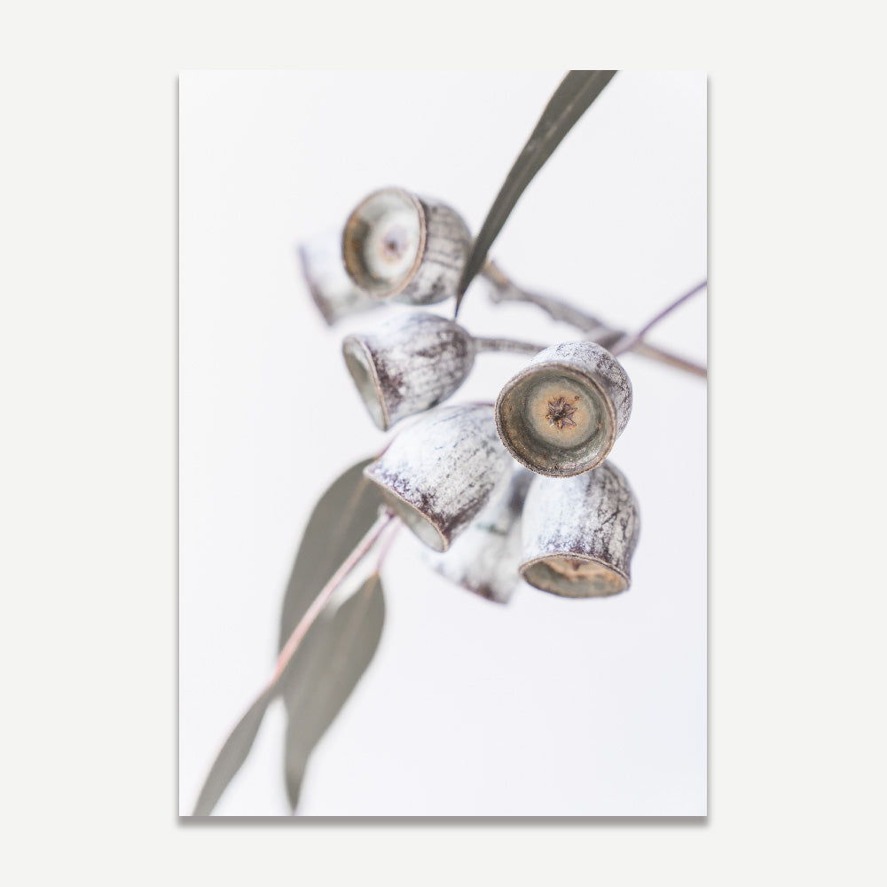 Australian Gum Nuts Art Print