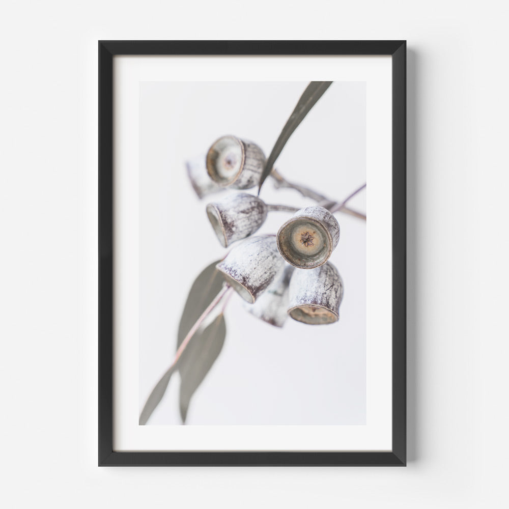Australian Gum Nuts Art Print