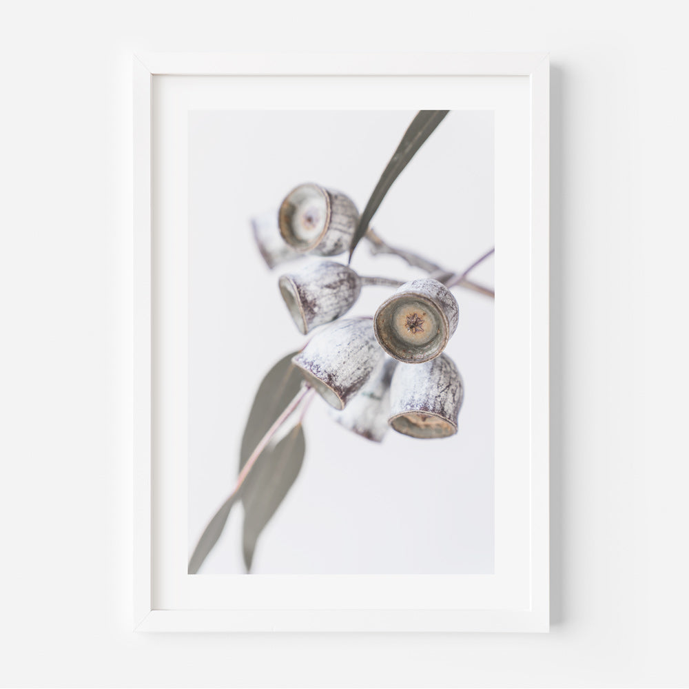 Australian Gum Nuts Art Print