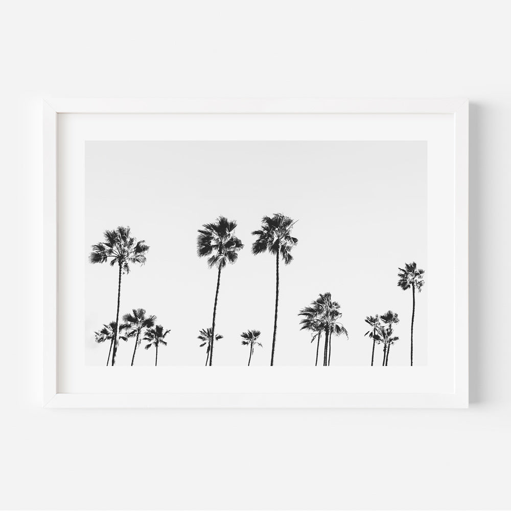 Black and white palm trees on white background - wall art decor for homes and offices by Oblongshop.