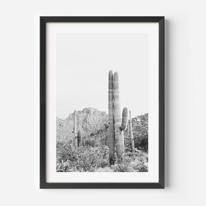BW Tucson Saguaro I