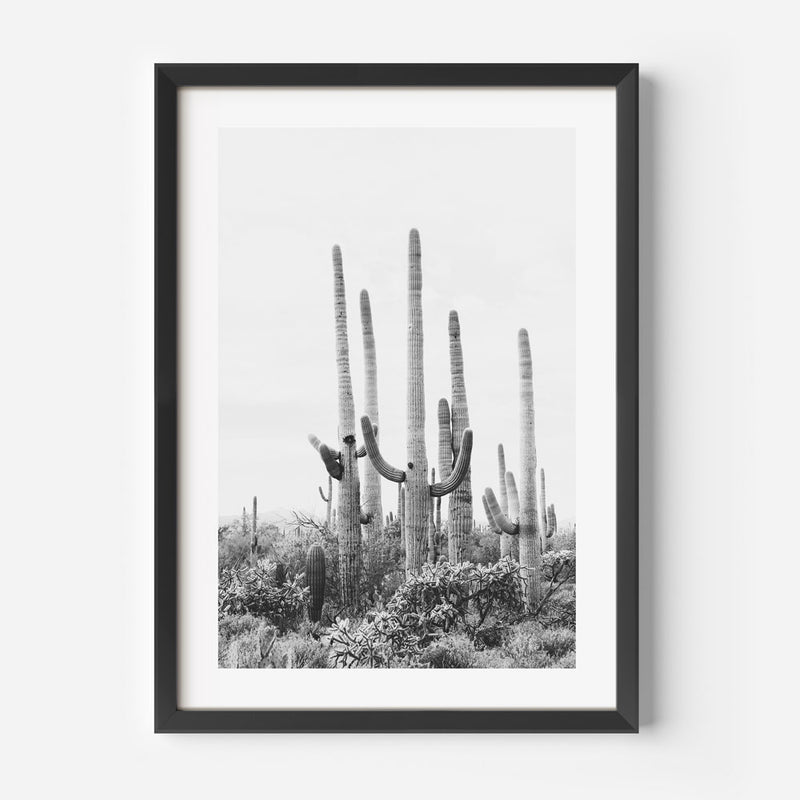 BW Tucson Saguaro I