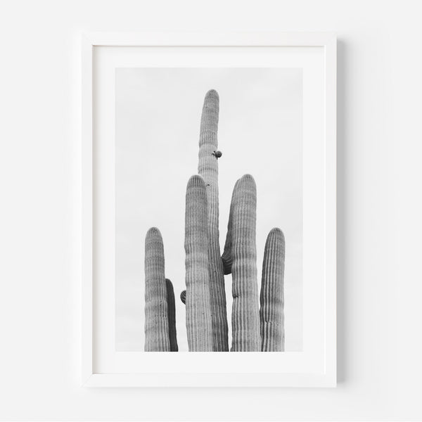 BW Tucson Saguaro III
