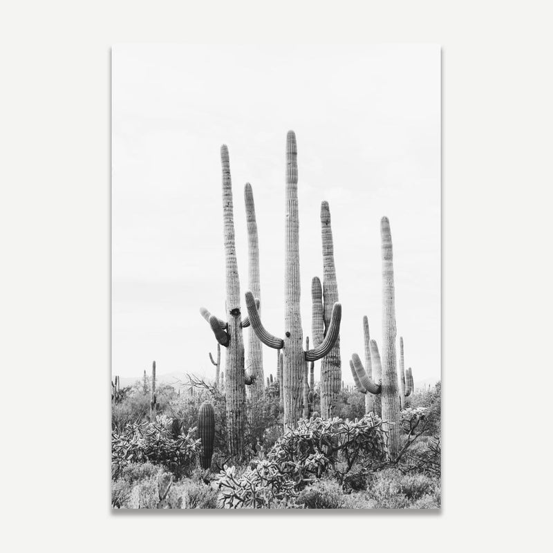 BW Tucson Saguaro I