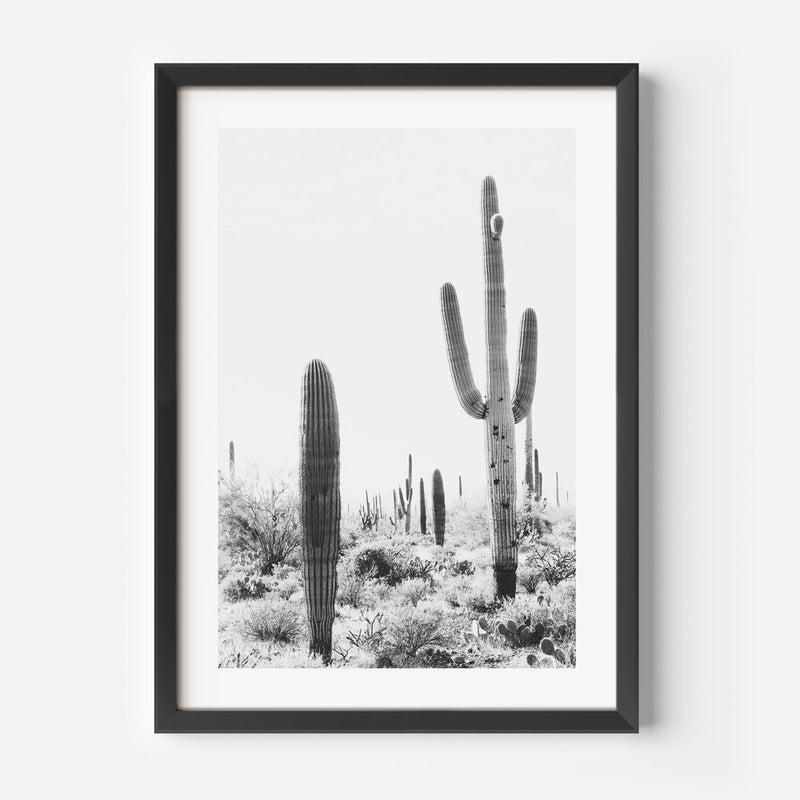 BW Tucson Saguaro II