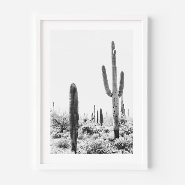 BW Tucson Saguaro II