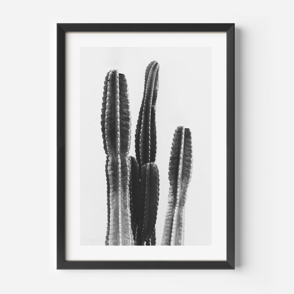 Southwestern Noir: Framed black and white artwork featuring the iconic Torch Cactus, perfect for modern and minimalist home decor.