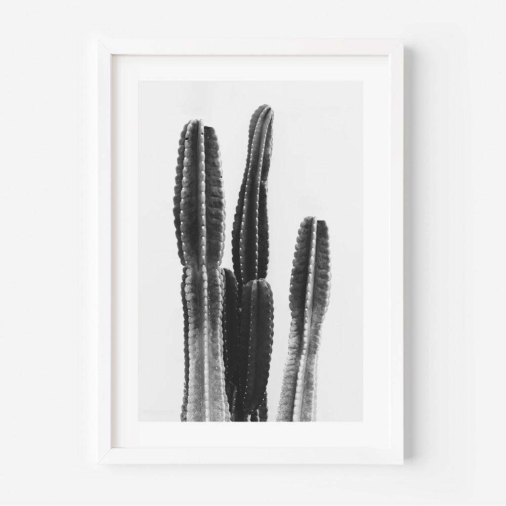 Monochrome Torch Cactus: Striking black and white photograph capturing the elegance of a Torch Cactus, ideal for minimalist wall art.