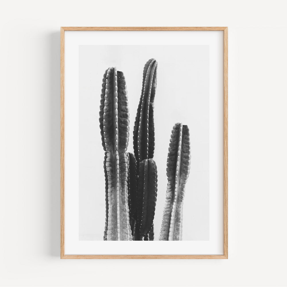 Torch Cactus Photography: Artistic black and white depiction of a Torch Cactus, adding a touch of elegance to your wall art collection.