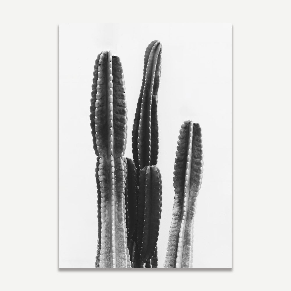 Nature's Contrast: Black and white photograph highlighting the unique textures of a Torch Cactus, ideal for botanical art enthusiasts.