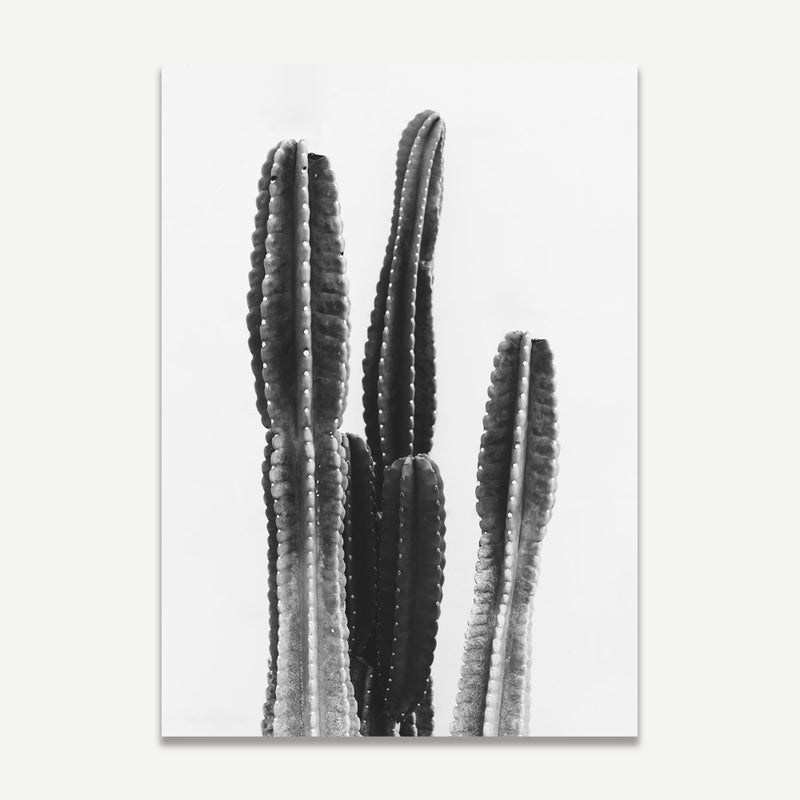 BW Cactus I
