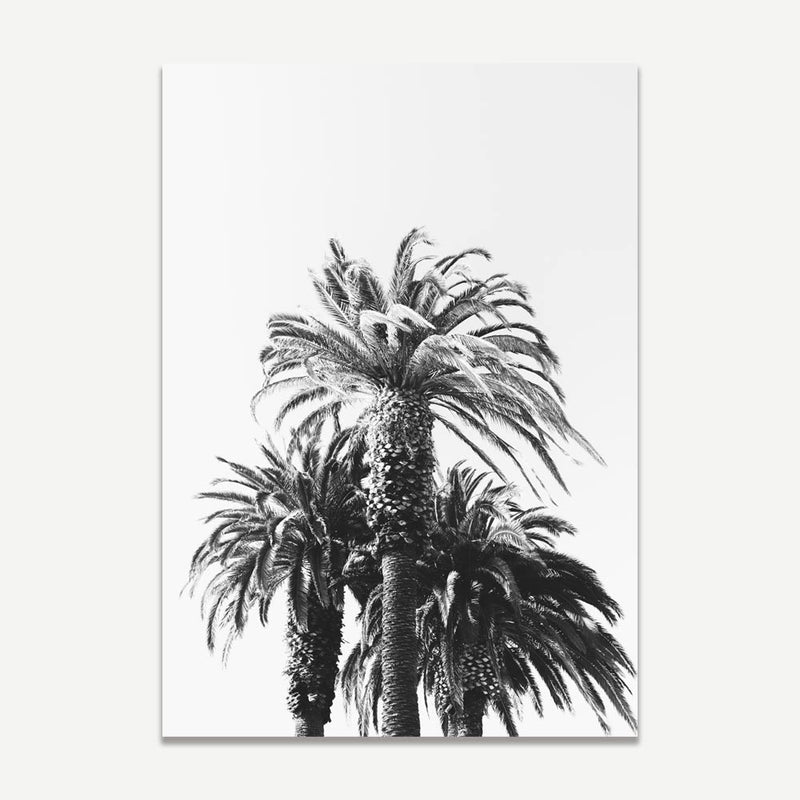 BW Palms