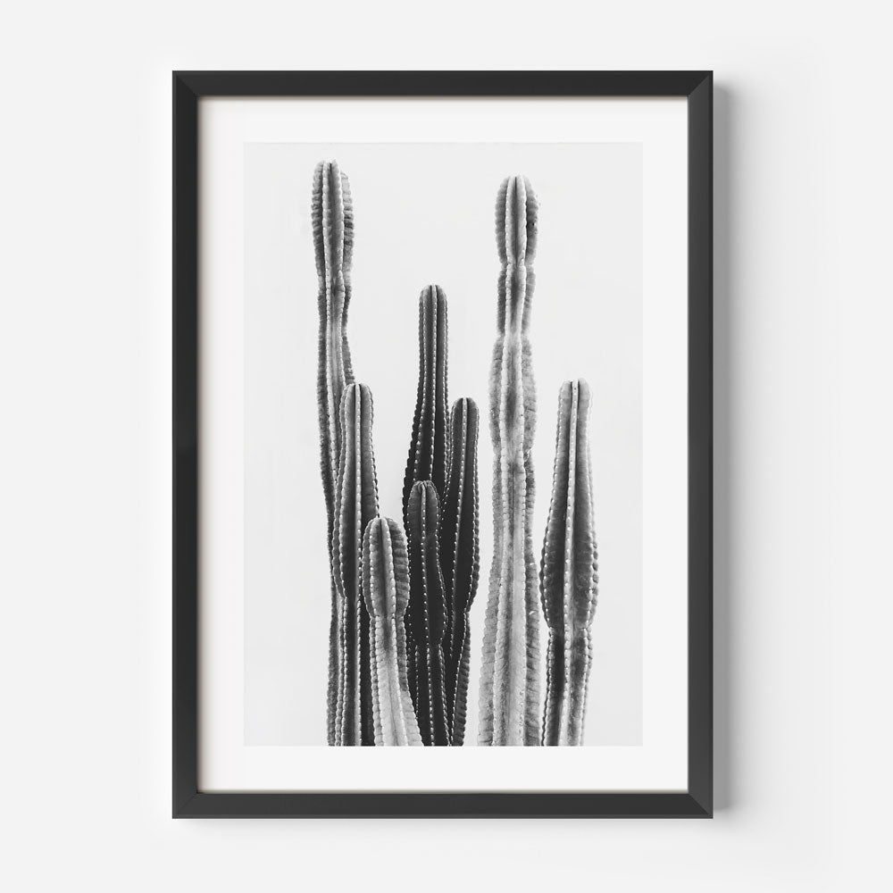 Silent Majesty: Black and white image showcasing the timeless beauty of a Torch Cactus, ideal for contemporary wall art.