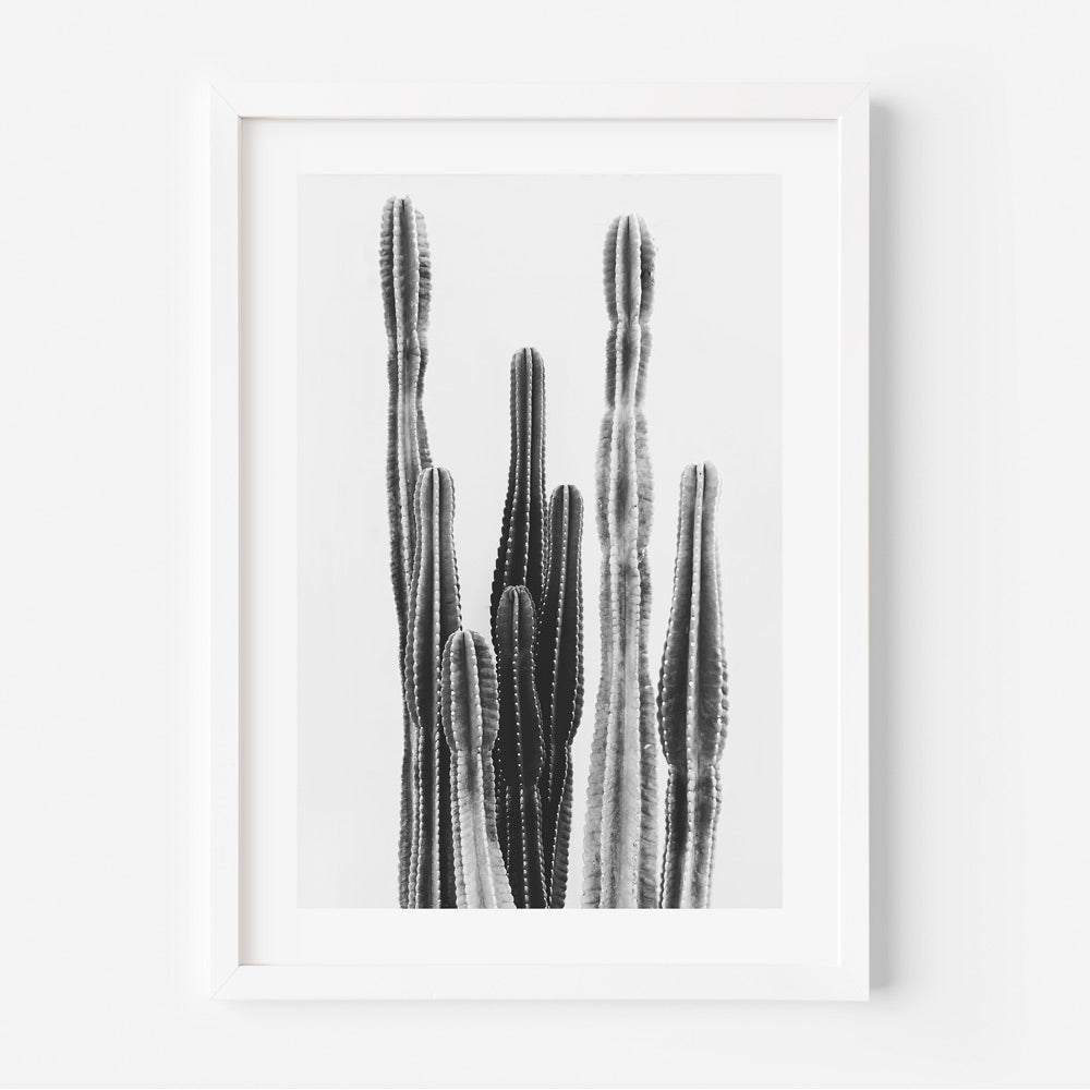 Minimalist Desert Beauty: Elegant black and white capture of a Torch Cactus, perfect for creating a serene ambiance in your space.