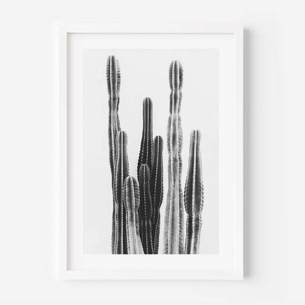 BW Torch Cactus