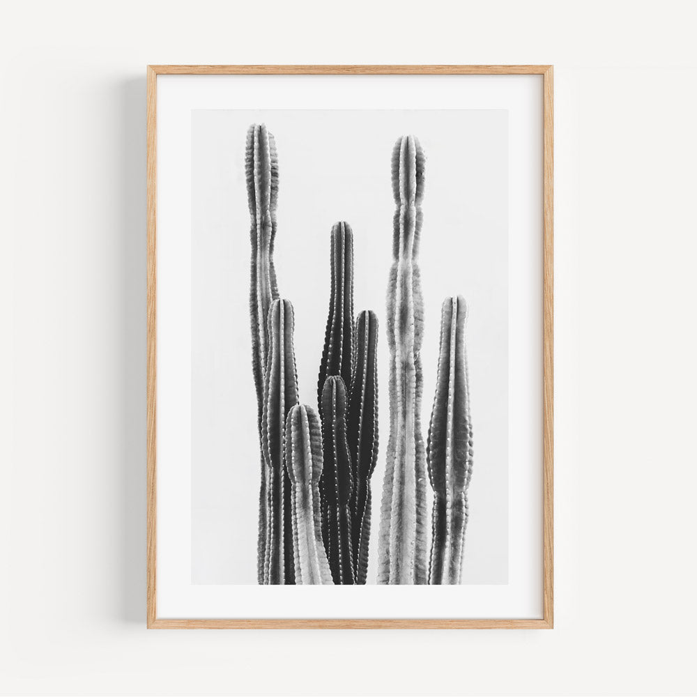 Desert Noir: Striking black and white photography of a Torch Cactus, evoking the stark beauty of the desert landscape.