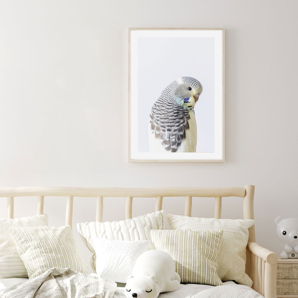 Baby Pied Budgerigar Art Print