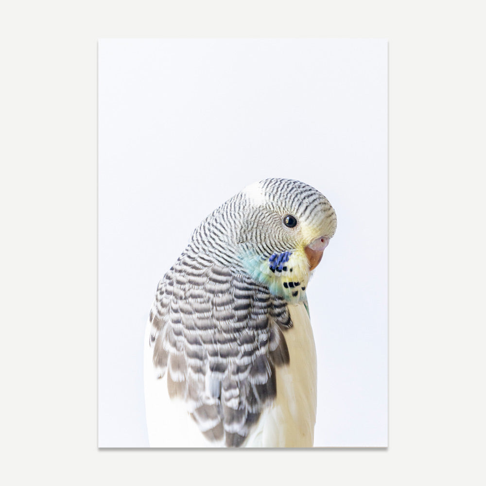 Baby Pied Budgerigar Art Print