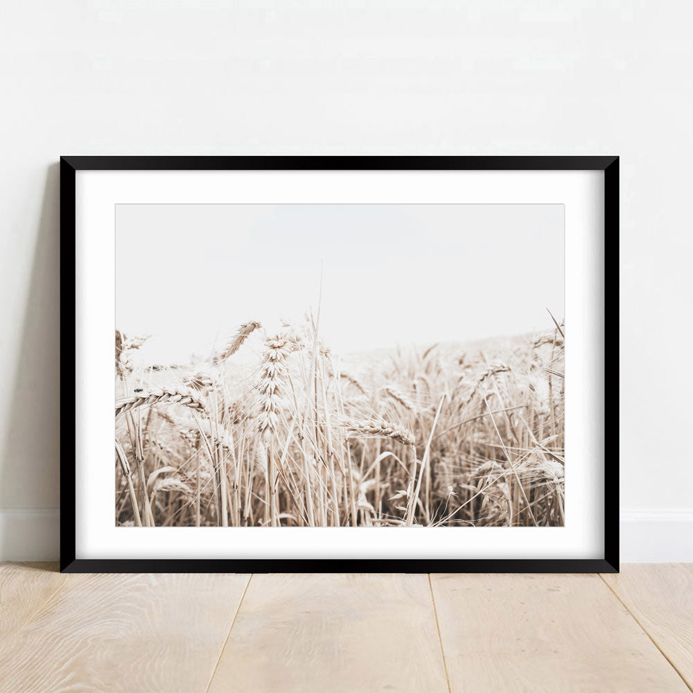 Real photography of a barley field in Daylesford, Victoria, ideal for wall artwork in any room.