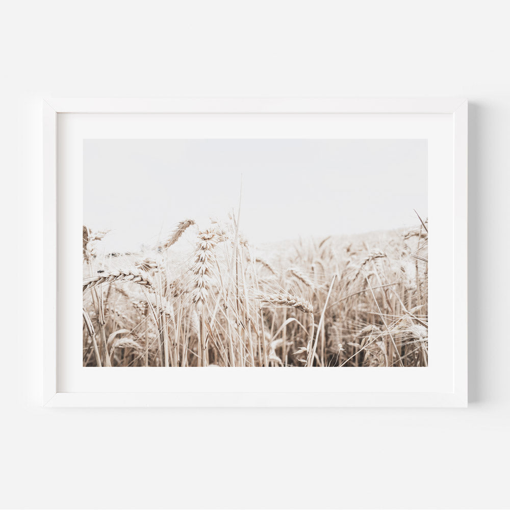 A sepia-toned field of wheat in Daylesford, Victoria, perfect for wall art decor in homes and offices.