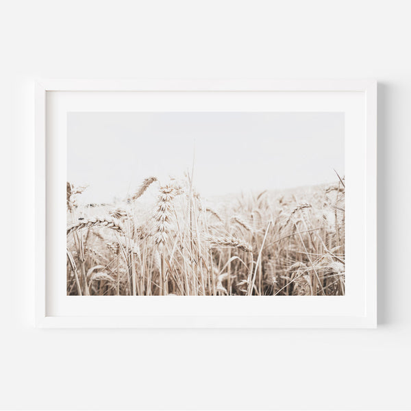 Barley Field I
