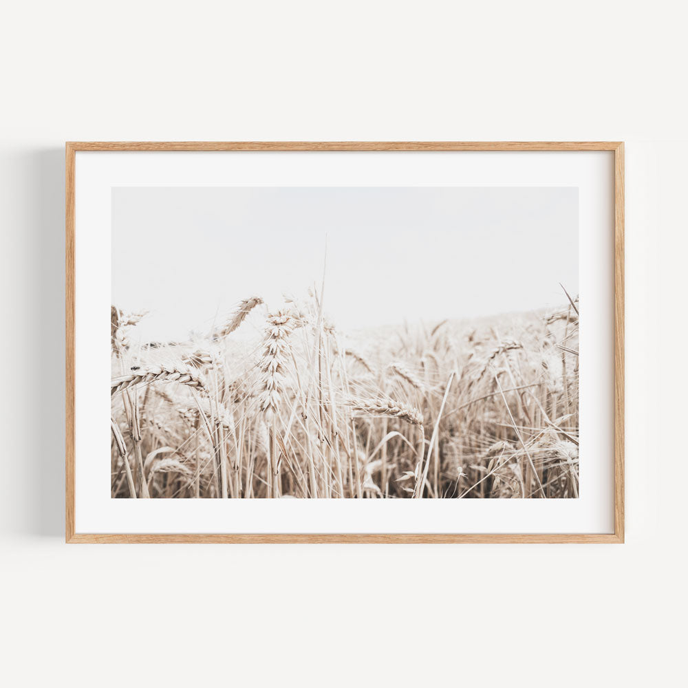 Vintage wheat field art - Enhance your wall decor with this sepia-toned artwork featuring a picturesque field of wheat.