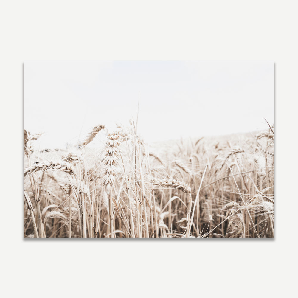 Sepia wheat field print - Elevate your living room or office with this real photography print showcasing a serene wheat field in sepia tones.