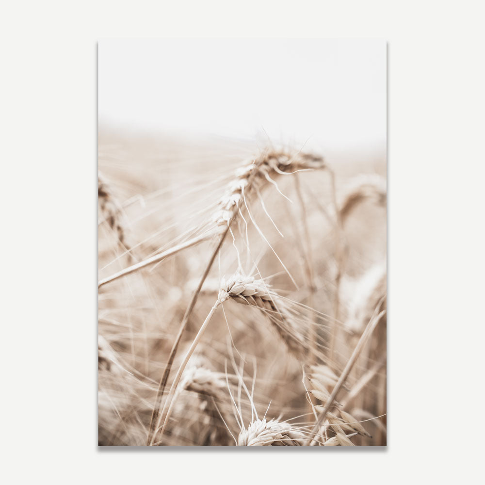 Barley I