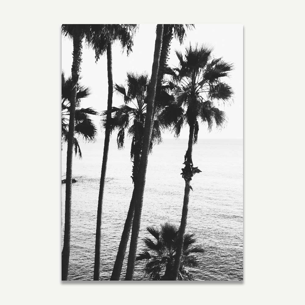 Black and White Photography print - Laguna Beach Palm Trees Wall Art Decor