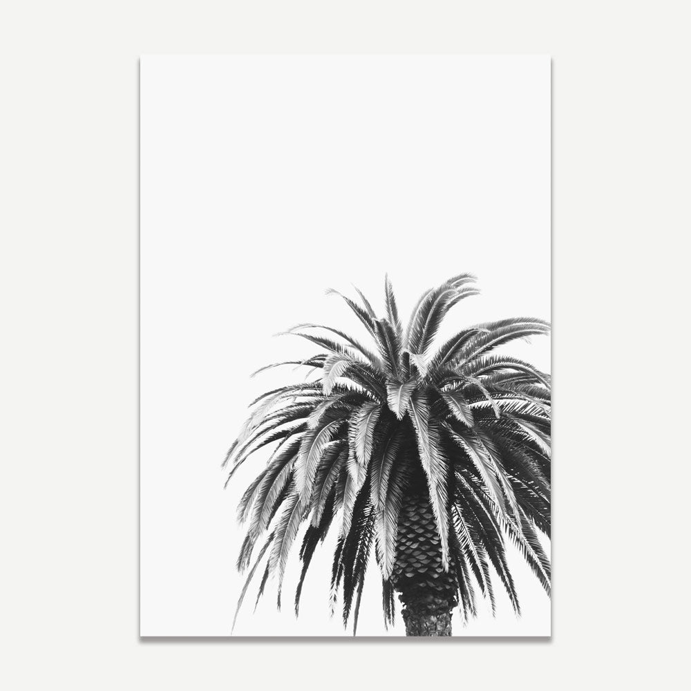 BW Palm Art Print